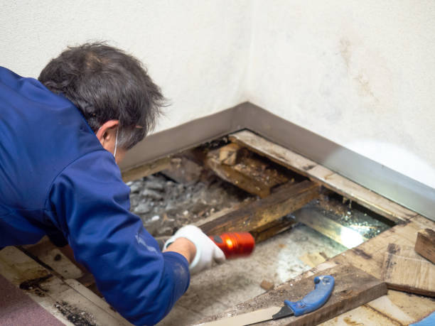 Best Attic Mold Removal  in Emigration Canyon, UT